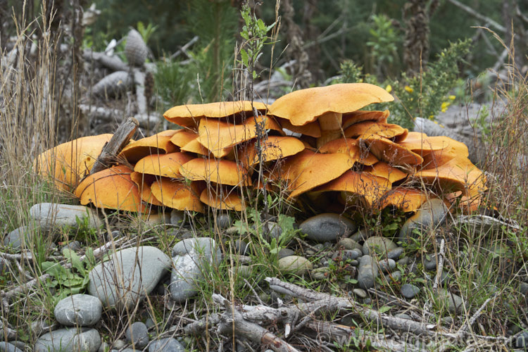 A pine forest fungus, possibly an Armillaria species, growing on a decaying stump.