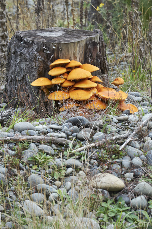 A pine forest fungus, possibly an Armillaria species, growing on a decaying stump.