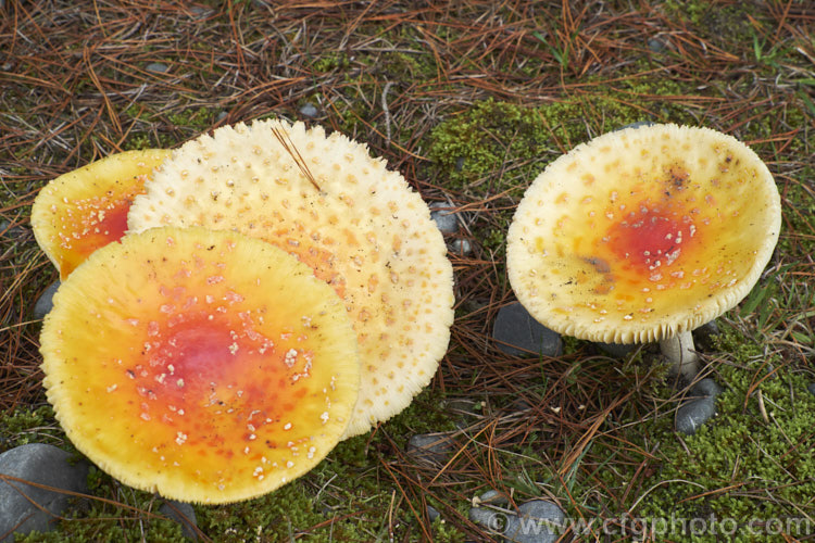 Fly. Agaric (Amanita muscaria), a poisonous. European fungus that is now a common introduced species in many countries. Usually found in clusters in leaf litter, especially conifer needles and poplars leaves, it usually appears with the first rains of autumn. The red colour is water soluble and, as is shown here, can be washed out by heavy rain.
