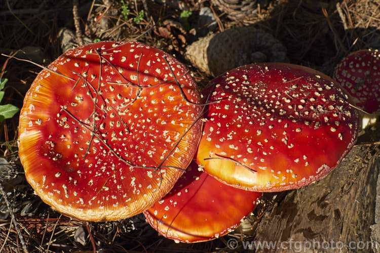 Fly. Agaric (Amanita muscaria), a poisonous. European fungus that is now a common introduced species in many countries. Usually found in clusters in leaf litter, especially conifer needles and poplars leaves, it usually appears with the first rains of autumn.