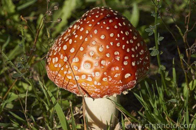 Fly. Agaric (Amanita muscaria), a poisonous. European fungus that is now a common introduced species in many countries. Usually found in clusters in leaf litter, especially conifer needles and poplars leaves, it usually appears with the first rains of autumn.