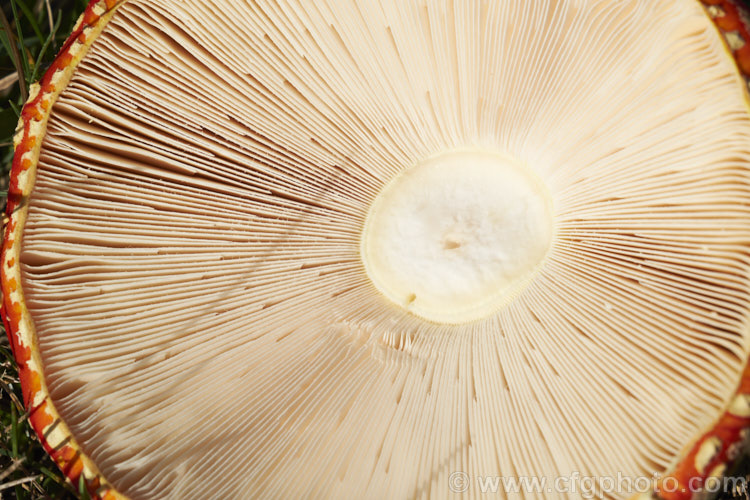 The gills on the underside of the cap of a Fly. Agaric (Amanita muscaria), a poisonous. European fungus that is now a common introduced species in many countries. Usually found in clusters in leaf litter, especially conifer needles and poplars leaves, it usually appears with the first rains of autumn.