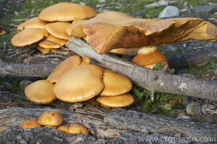 Honey Fungus (Armillaria mellea), a parasitic fungus that not only lives on rotting wood but will also attack living trees and shrubs. When they first emerge, the fruiting bodies resemble small golden brown button mushrooms but they rapidly expand in a size and flatten out. The various stages can be seen here
