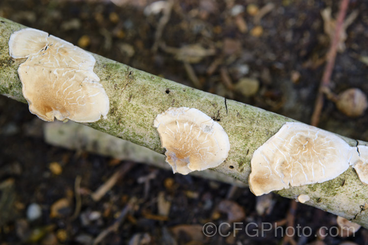 Aleurodiscus ochraceoflavus, a widespread corticioid fungus that grows on stems and branches. These fungi are found on living branches but do not parasitise them, instead gaining nutrition from the bark. Small patches might be mistaken for lichen.