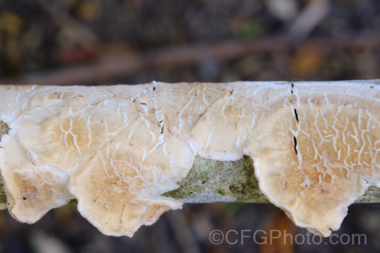Aleurodiscus ochraceoflavus, a widespread corticioid fungus that grows on stems and branches. These fungi are found on living branches but do not parasitise them, instead gaining nutrition from the bark. Small patches might be mistaken for lichen.