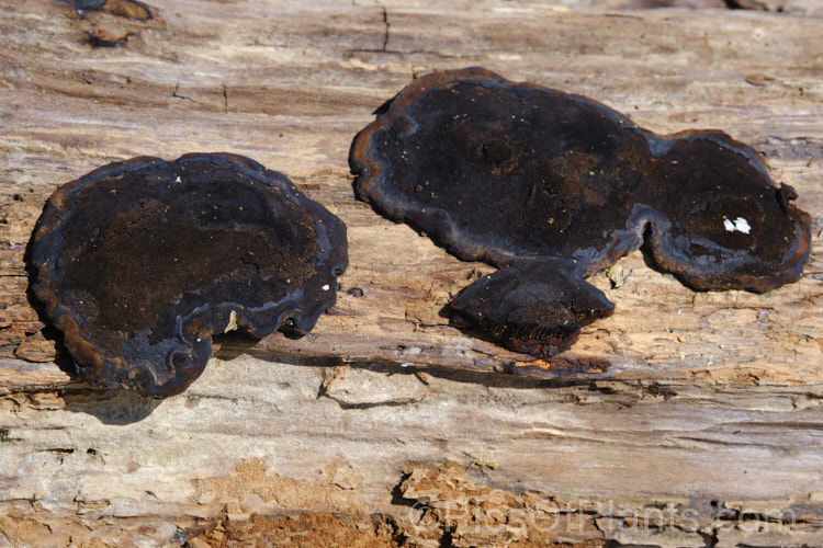 A black crust fungus growing on a decaying branch, possibly of the family. Xylariaceae