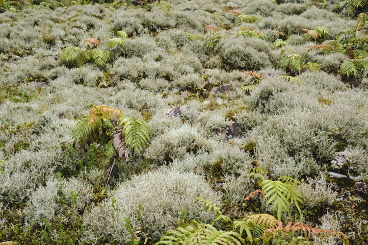 A fruticose lichen, probably a Cladonia species, growing in abundance on a wet hillside.
