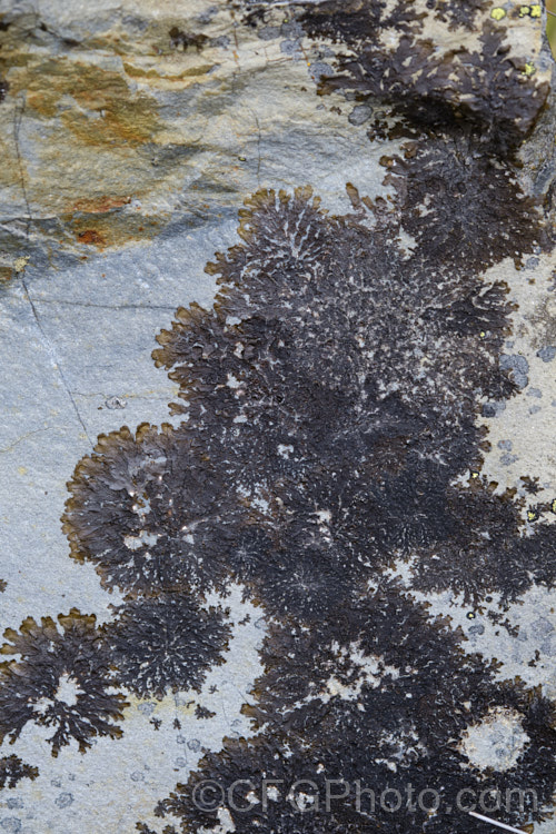 Very dark and flat lichen, typical of that seen in New Zealand alpine regions.