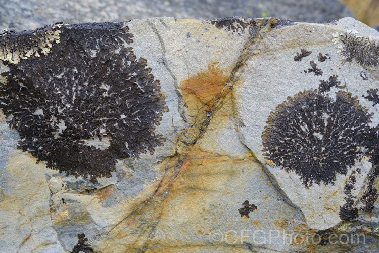 Very dark and flat lichen, typical of that seen in New Zealand alpine regions.
