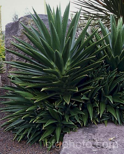 Agave decipiens, a tree-like succulent native to Florida. It grows to over 3m tall and has densely crowded, very fleshy leaves to nearly 1m long. The flower stems can grow to 5m long and carry huge numbers of bright yellow-green flowers. agave-2078htm'>Agave.
