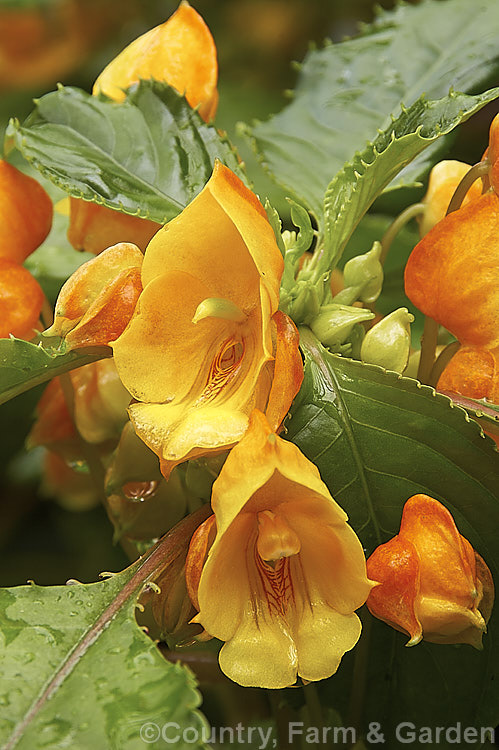 Impatiens auricoma 'JungleGold', a compact, heavy-flowering, 30-45cm tall cultivar of a long-flowering evergreen perennial native to the ComoroIslands, which is an archipelago between eastern Africa and northern Madagascar. This golden-orange flower colouration is unusual among impatiens. impatiens-2176htm'>Impatiens. <a href='balsaminaceae-plant-family-photoshtml'>Balsaminaceae</a>.