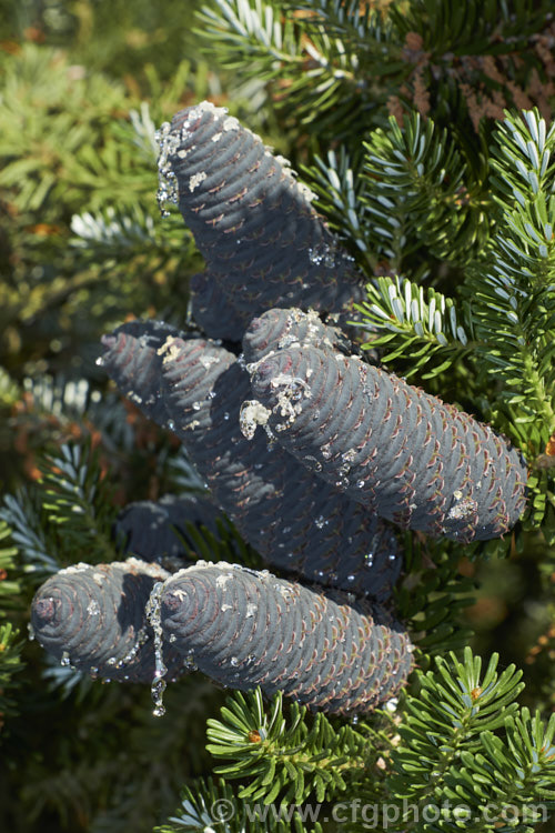 Pacific Silver Fir or Christmas Tree (<i>Abies amabilis</i>), a conifer that grows to as much as 30m tall and which found from southern Alaska to western Oregon. It is known as the Silver Fir because of the silvery white undersides of the foliage. It is sometimes known as the Red Silver Fir because of the red colour of the young male cones, which can be very showy in spring. Order: Pinales, Family: Pinaceae