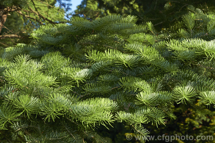 Khingan Fir (<i>Abies nephrolepis</i>), an evergreen coniferous tree up to 30m tall, native to temperate east Asia, including the Korean Peninsula and neighbouring parts of northeastern China and southeastern Russia. Order: Pinales, Family: Pinaceae