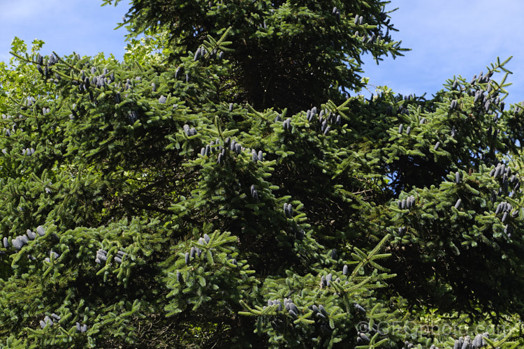 Faber's Fir (<i>Abies fabri</i>), an evergreen conifer up to 25m tall. Native to western China, this species is notable for its beautiful blue-black cones and purple winter buds. Order: Pinales, Family: Pinaceae