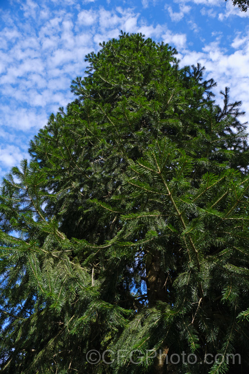 Abies kawakamii, a species of fir that is endemic to Taiwan, where it occurs at elevations of 2400-3800m. It is an evergreen coniferous tree that grows to as much as 35m tall. It was first described botanically in 1908. It has small purplish-blue cones. Order: Pinales, Family: Pinaceae