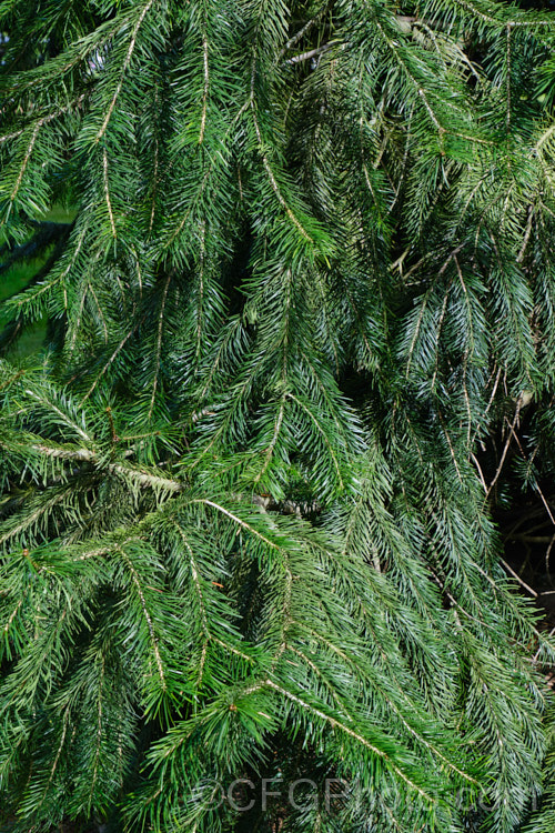 <i>Abies kawakamii</i>, a species of fir that is endemic to Taiwan, where it occurs at elevations of 2400-3800m. It is an evergreen coniferous tree that grows to as much as 35m tall. It was first described botanically in 1908. It has small purplish-blue cones. Order: Pinales, Family: Pinaceae