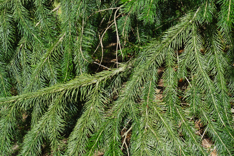 Abies kawakamii, a species of fir that is endemic to Taiwan, where it occurs at elevations of 2400-3800m. It is an evergreen coniferous tree that grows to as much as 35m tall. It was first described botanically in 1908. It has small purplish-blue cones. Order: Pinales, Family: Pinaceae