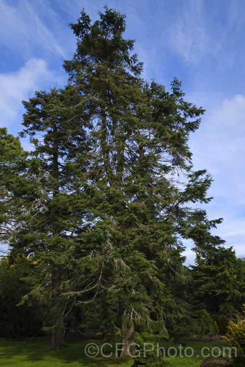 Giant Fir or Grand Fir (<i>Abies grandis</i>), a fast-growing conifer from northwestern North America. It can become a very tall (75m) single-trunked tree. Cultivated specimens are often trained for multiple trunks. Order: Pinales, Family: Pinaceae
