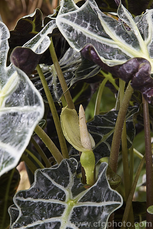 The flower and foliage of Alocasia x amazonica 'Polly', one of several cultivars of a cross between Alocasia lowii of Borneo and the Philippine species. Alocasia sanderae. These cultivars have strikingly coloured foliage with contrasting, heavy, silvery to pale green veins and purplish undersides. The flowers are usually quite small and not especially showy. alocasia-2256htm'>Alocasia.