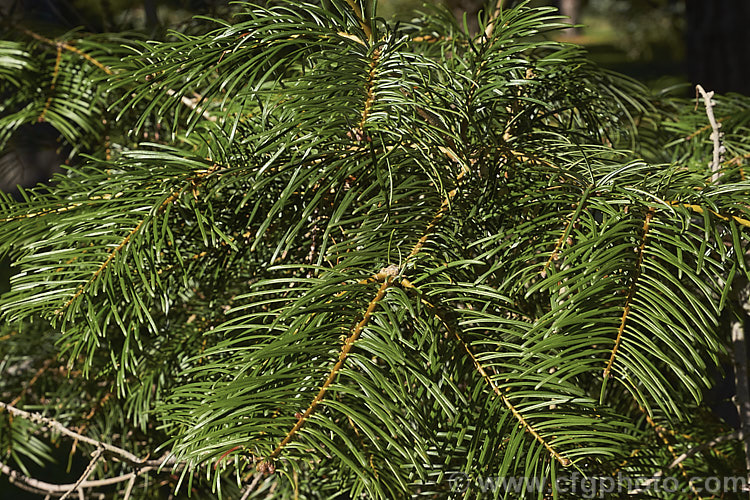 Giant Fir or Grand Fir (Abies grandis), a fast-growing conifer from northwestern North America. It can become a very tall (75m) single-trunked tree. Cultivated specimens are often trained for multiple trunks. Order: Pinales, Family: Pinaceae