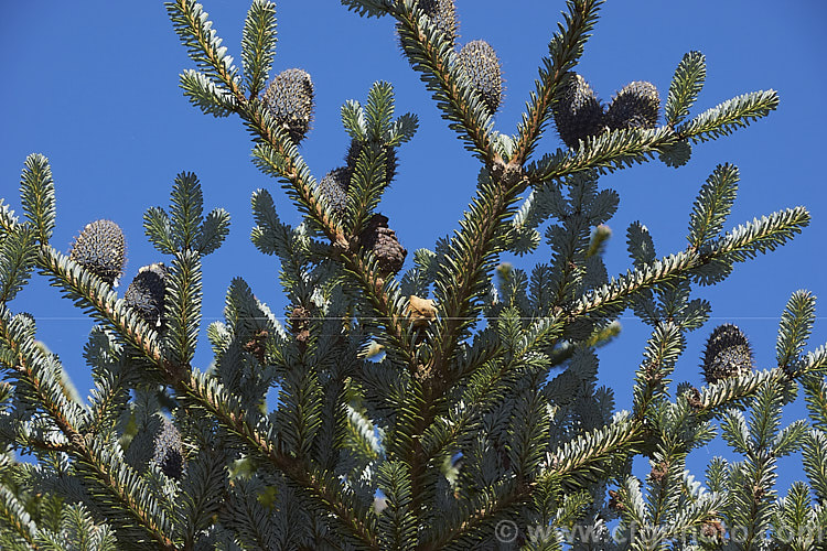 Father Farges' Fir (<i>Abies fargesii</i>), a conifer, up to 30m tall, native to central and northwestern China. Sometimes confused with Abies chengii, though the purple-blue young cones are very distinctive. Order: Pinales, Family: Pinaceae