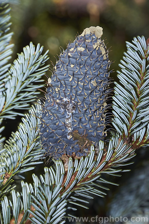 Father Farges' Fir (<i>Abies fargesii</i>), a conifer, up to 30m tall, native to central and northwestern China. Sometimes confused with Abies chengii, though the purple-blue young cones are very distinctive. Order: Pinales, Family: Pinaceae