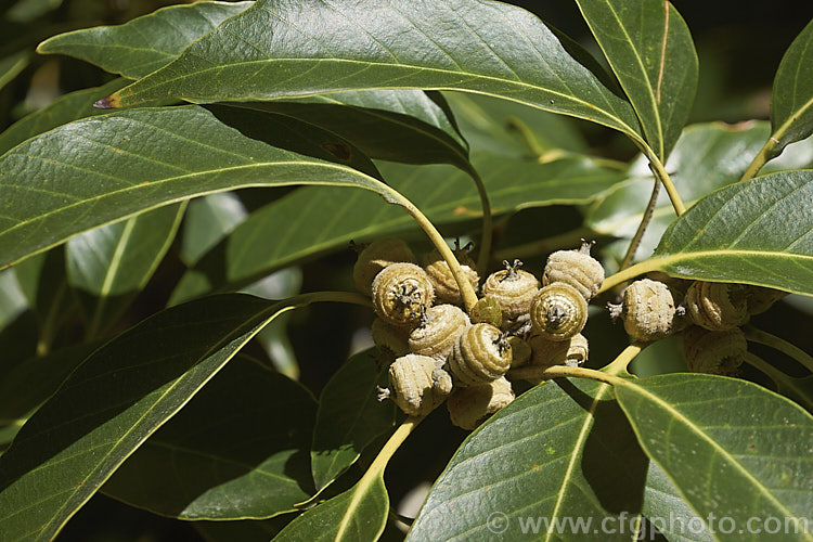 Summer foliage and immature acorns of the Japanese Evergreen Oak (Quercus acuta), an evergreen tree up to 25m tall found in Japan, North Korea and China. In cultivation it usually grows as a large round-headed shrub or small tree