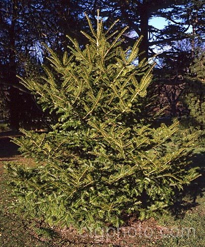 Japanese Fir or Momi Fir (<i>Abies firma</i>), an evergreen Japanese conifer up to 35m tall. It has lush foliage with bright green new spring growth. Order: Pinales, Family: Pinaceae