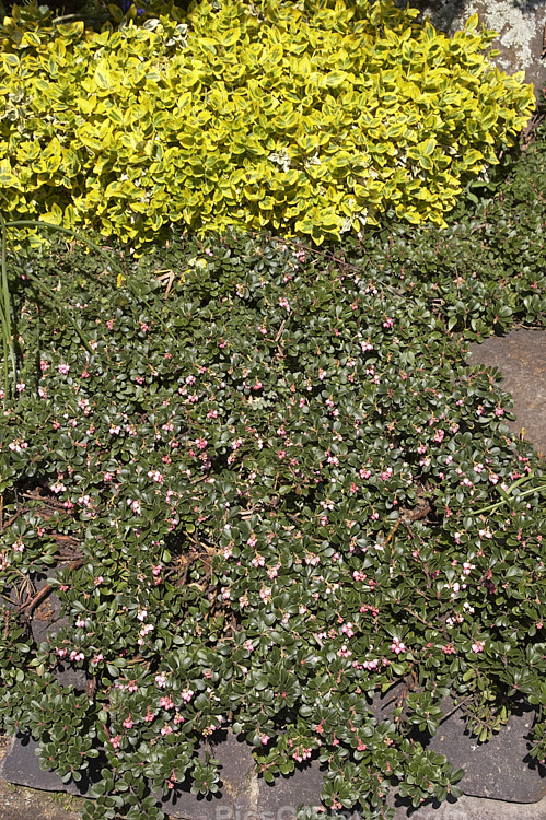 Two evergreen, prostrate shrubs: <i>Arctostaphylos nevadensis</i> and <i>Euonymus fortunei</i>.