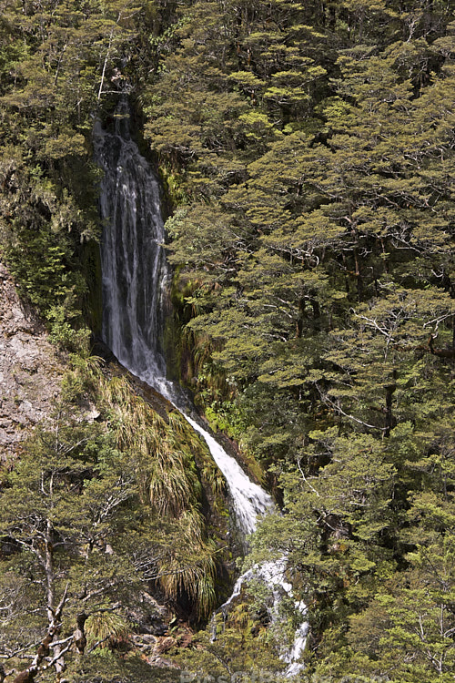 An area of alpine forest, predominantly Southern Beech (Nothofagus), with many small waterfall running through it. Arthurs Pass, Canterbury, New Zealand.