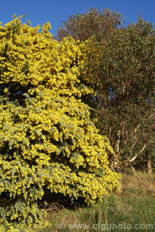 Cootamundra wattle (<i>Acacia baileyana</i>) and <i>Eucalyptus leucoxylon</i> 'Rosea' in flower.