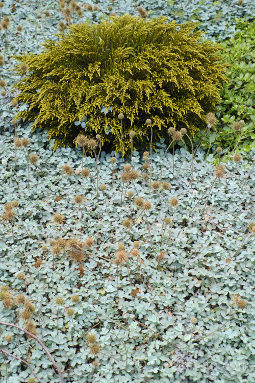 The pale blue-green foliage of the Glaucous Piripiri (Acaena caesiiglauca), an evergreen silvery-blue foliaged groundcover perennial, and Veronica ochracea (syn. Hebe ochracea), an evergreen shrub. Both species are native to the South Island of New Zealand, though their natural ranges do not really overlap.
