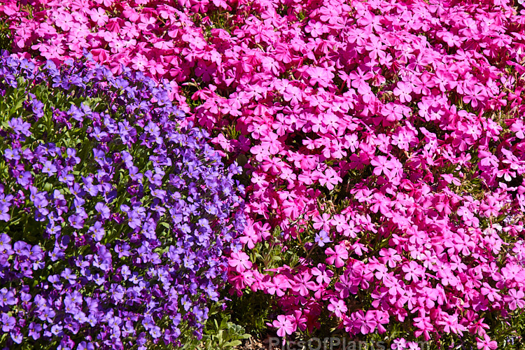 Two small, creeping, spring-flowering perennials: purple-flowered aubrieta and rock phlox.