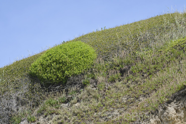 The bright green foliage of Atriplex patula contrasting with the olive green colouration of the Muehlenbeckia through which it is growing. new-zealand-plant-scenes-3704htm'>New Zealand Plant. Scenes</a>
