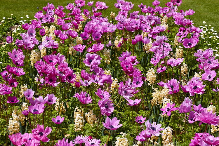 A spring flower display of anemones and hyacinths.