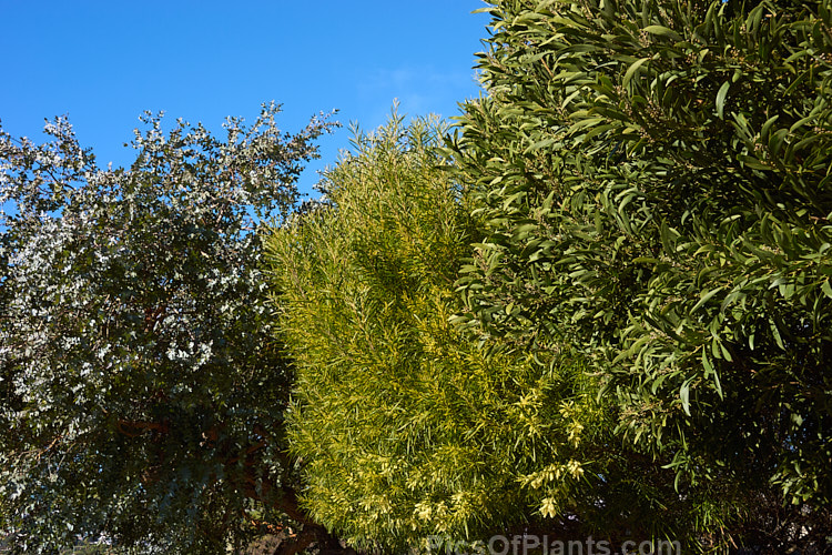 The foliage of two acacias and a eucalypt.