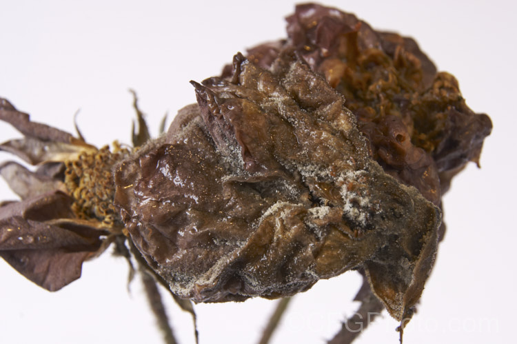 Botrytis is a soft rot that occurs on decaying plant material. Deadhead frequently and don't leave your old rose flowers to become a mass of decaying matter like this or the disease may affect other parts of the plant.