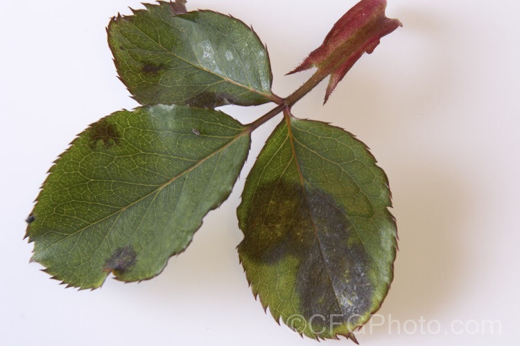 Blackspot is a fungal disease that in small doses is mainly a cosmetic problem, but left unchecked it can debilitate a rose bush and leave it susceptible to other diseases and pests.