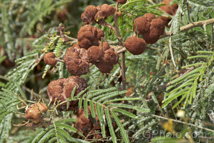 Galls growing on a Black Wattle (<i>Acacia mearnsii</i>). Galls occur commonly on acacias in Australia and New Zealand and are caused by the plants reacting to gall thrips, which then inhabit the gall and defend it against invasions of other insects.