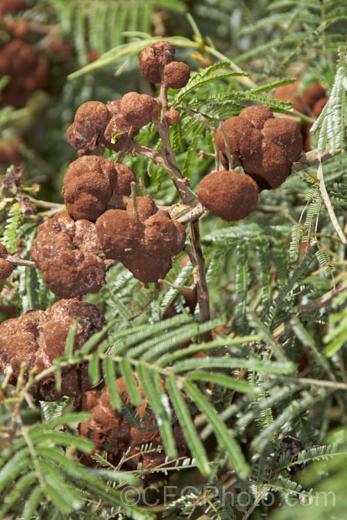 Galls growing on a Black Wattle (<i>Acacia mearnsii</i>). Galls occur commonly on acacias in Australia and New Zealand and are caused by the plants reacting to gall thrips, which then inhabit the gall and defend it against invasions of other insects