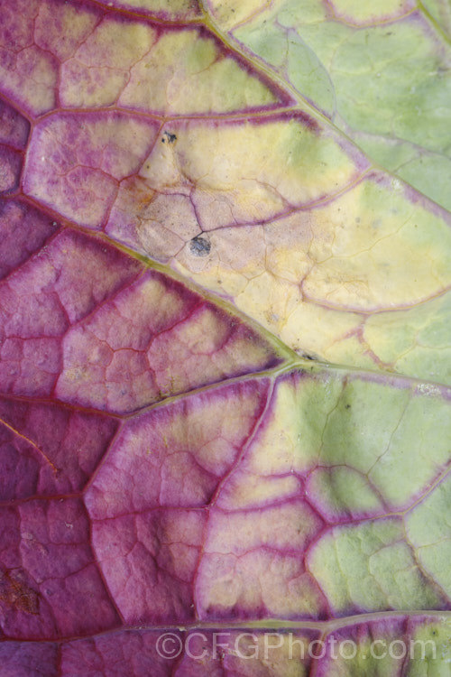 The underside of the leaf of a broccoli plant showing signs of phosphorus, nitrogen and potassium deficiencies. A lack of phosphorus leads to the purple red discoloration, while the yellowing slight drying of the leaf edges hints that nitrogen and potassium may be short. pests-and-diseases-3512htm'>Plant. Pests and Diseases</a>