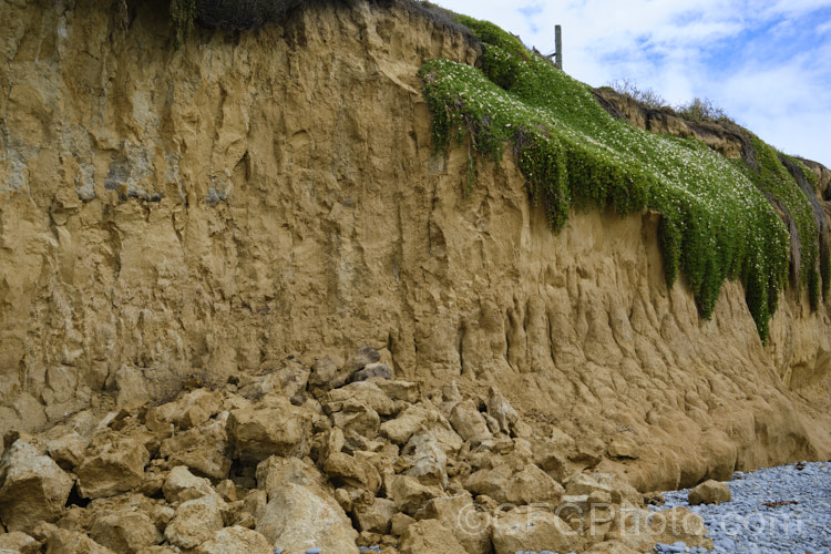 A low coastal loess cliff near. Timaru, South Canterbury, New Zealand due to high storm tides. The fence post visible at the top of this photo was several metres form the cliff edge only a few years before. The blanket of iceplant provides some protection from heavy rain on top of the cliff but can do nothing to stop the sea eroding the soft base, eventually causing the loess to collapse under its own weight. soil-scenes-3712htm'>Soils and Soil. Related. Scenes</a>