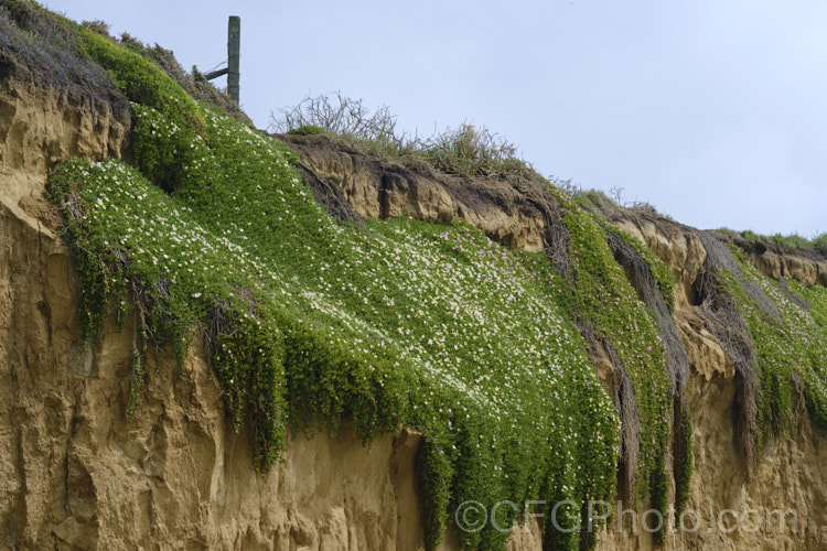 A low coastal loess cliff near. Timaru, South Canterbury, New Zealand due to high storm tides. The fence post visible at the top of this photo was several metres form the cliff edge only a few years before. The blanket of iceplant provides some protection from heavy rain on top of the cliff but can do nothing to stop the sea eroding the soft base, eventually causing the loess to collapse under its own weight. soil-scenes-3712htm'>Soils and Soil. Related. Scenes</a>