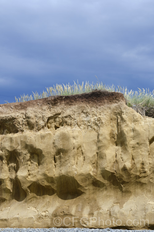 This thick layer of yellowish loess is common in South Canterbury, New Zealand As seen here, the darker layer of topsoil is quite thin, which can severely limit the depth to which roots development, as the loess is often dense, anaerobic and difficult for roots to penetrate, especially where it combines with the thick grey clay often found in the same areas. soil-scenes-3712htm'>Soils and Soil. Related. Scenes</a>