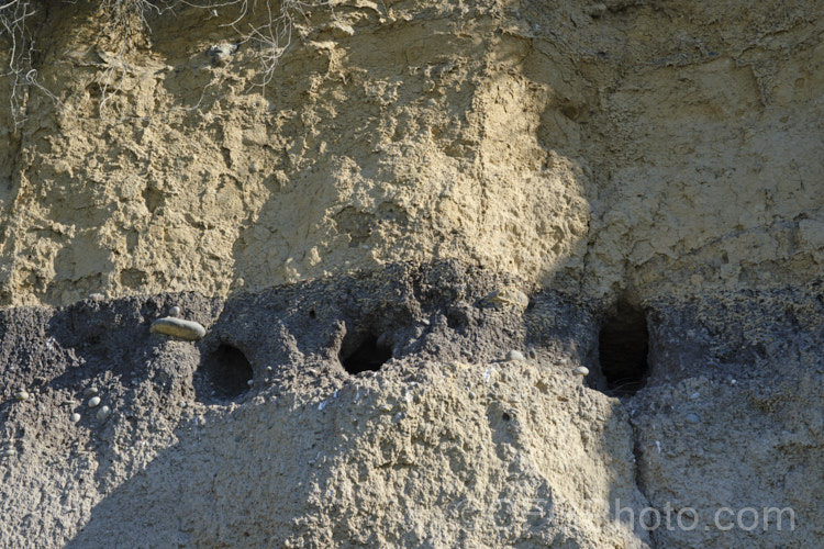 Nesting burrows, possibly made by petrels, in an old layer of sedimentary layer on a coastal loess cliff. This softer layer is easier for burrowing in