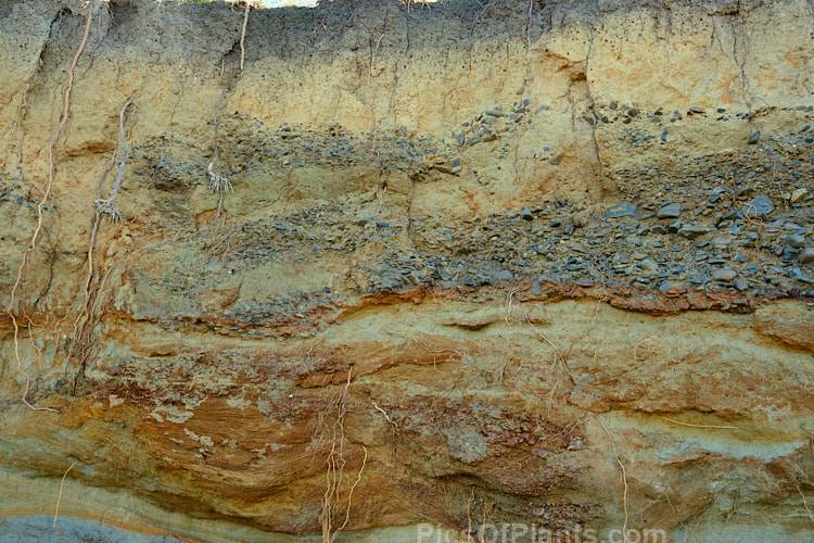 The yellow loess clay is very fine-grained and packs densely when put under pressure.
