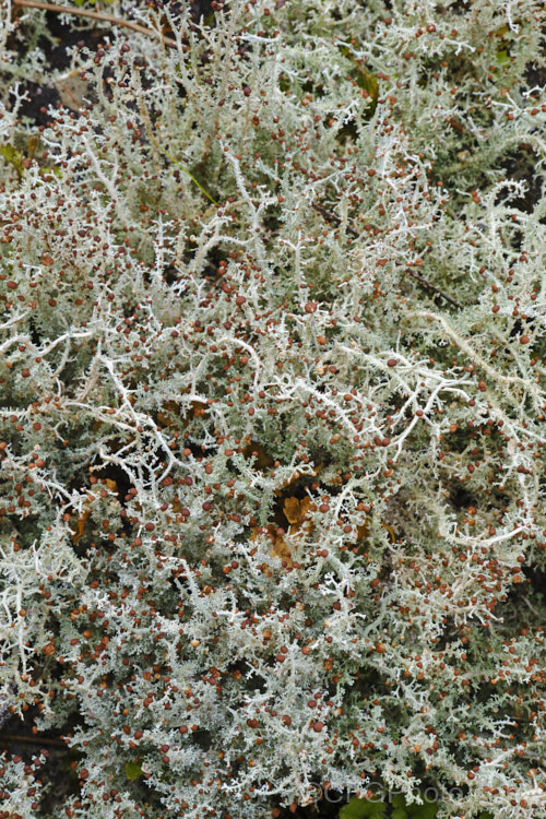 A fruticose lichen, probably a Cladonia species, growing in abundance on a wet hillside.