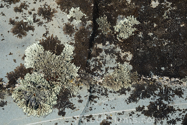 Alpine lichens growing on a boulder, often the first stage of breaking down the rock and introducing organic matter to eventually produce soil.